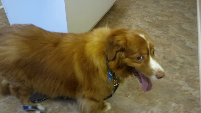 Companion Animal Hospital of Middletown Picture 4