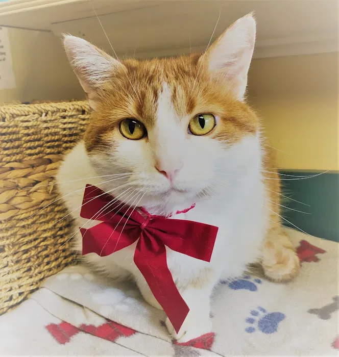 Companion Animal Hospital of Middletown Picture 10