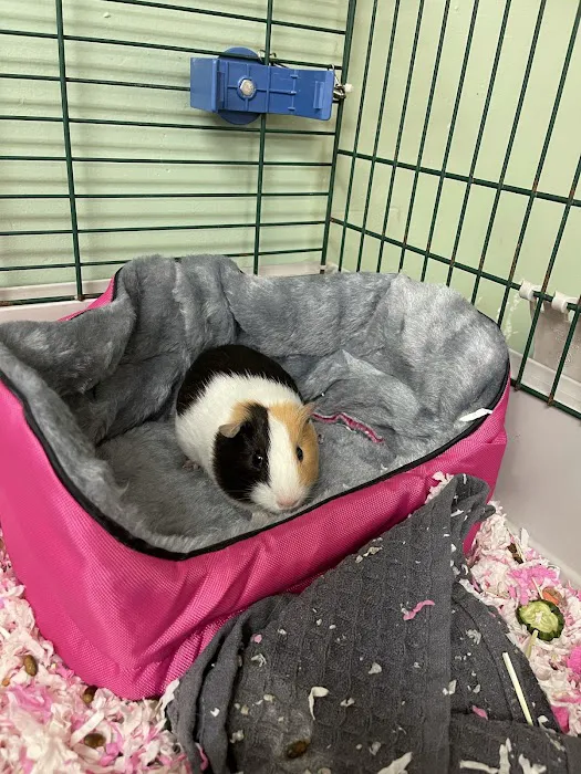 Companion Animal Hospital of Middletown Picture 8