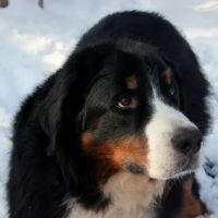 Pewee Valley Veterinary Center ico
