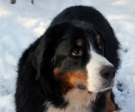 Pewee Valley Veterinary Center