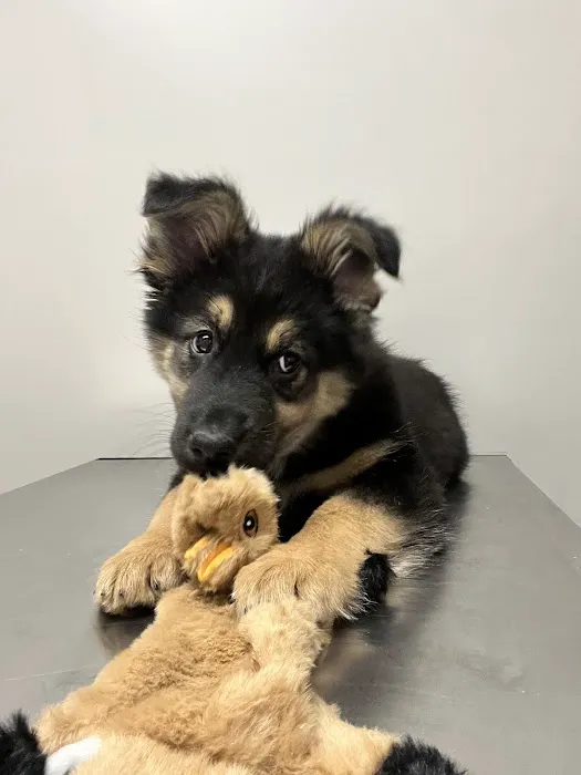Pewee Valley Veterinary Center Picture 6