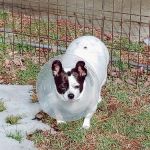 Bluegrass Veterinary Vision