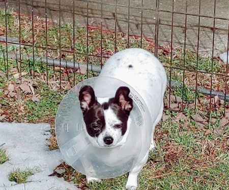 Bluegrass Veterinary Vision