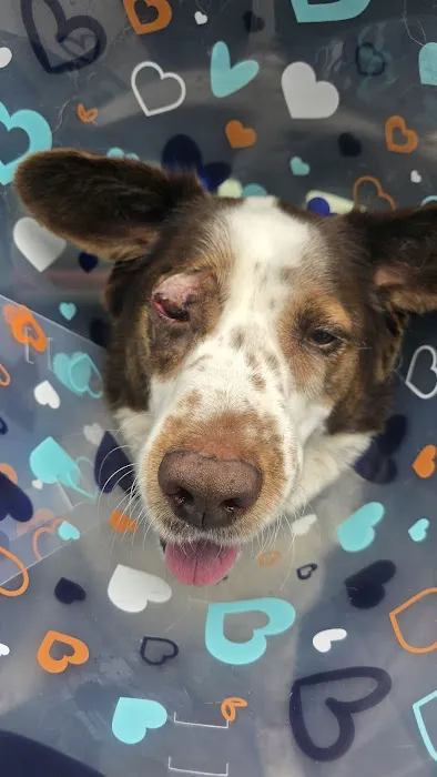Bluegrass Veterinary Vision Picture 5