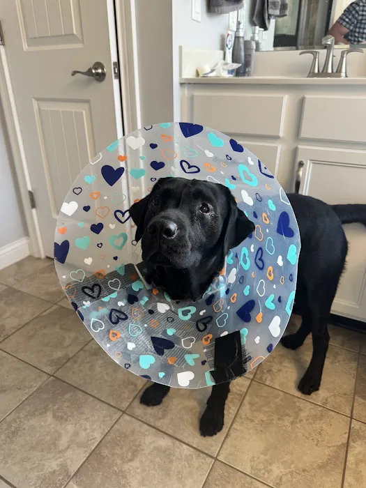 Bluegrass Veterinary Vision Picture 9