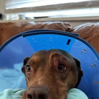 Louisville Veterinary Urgent Care ico