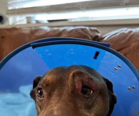 Louisville Veterinary Urgent Care