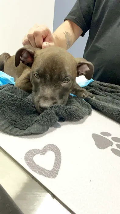 Louisville Veterinary Urgent Care Picture 7