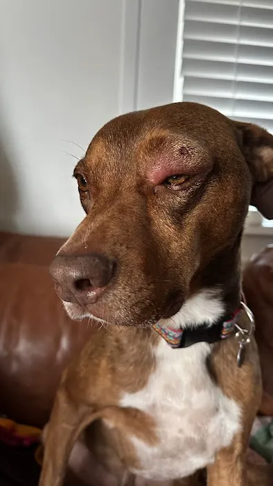 Louisville Veterinary Urgent Care Picture 5