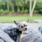 Shelbyville Road Veterinary Clinic