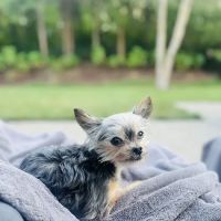 Shelbyville Road Veterinary Clinic ico