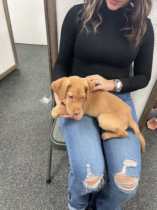 Puppygram Louisville Picture 10