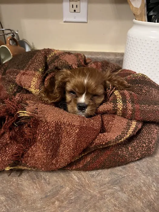 Puppygram Louisville Picture 8