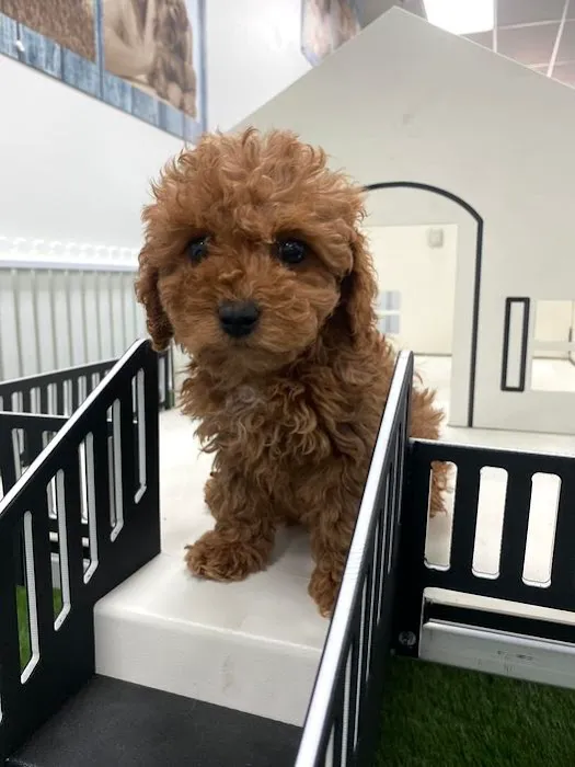 Puppygram Louisville Picture 7