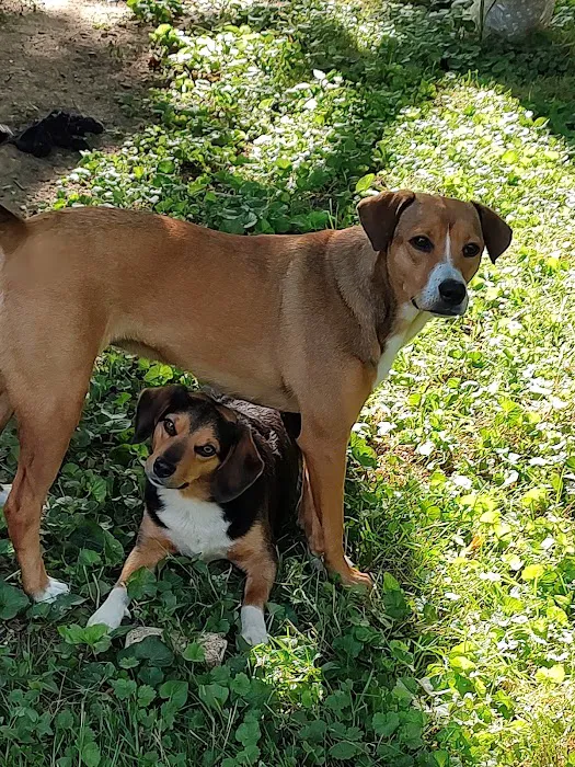 Stony Brook Animal Hospital Picture 10