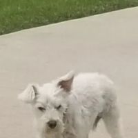 Stony Brook Animal Hospital ico
