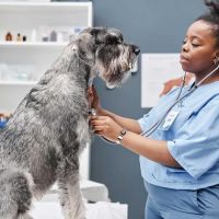 Banfield Pet Hospital ico