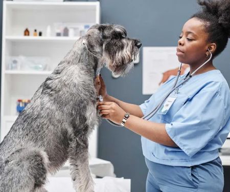 Banfield Pet Hospital