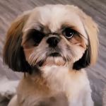 Seneca Animal Hospital