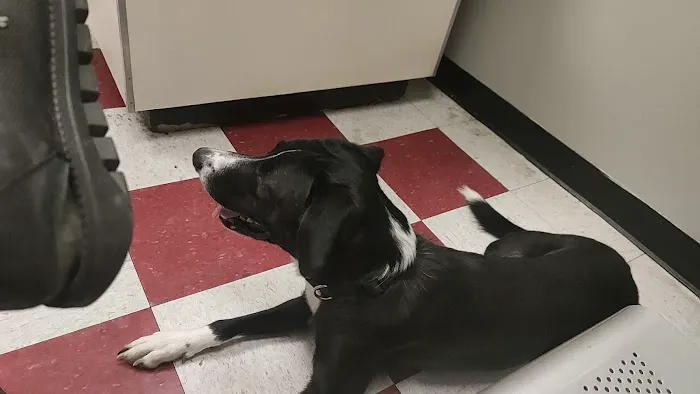 Crescent Hill Animal Hospital Picture 8