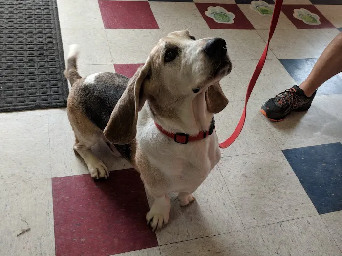 Crescent Hill Animal Hospital Picture 3