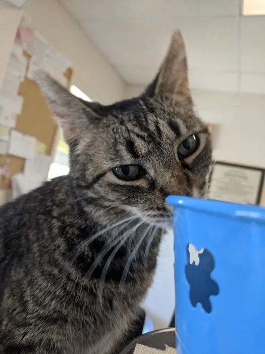 Crescent Hill Animal Hospital Picture 2