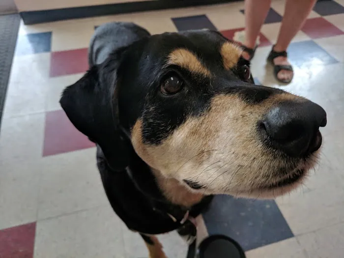 Crescent Hill Animal Hospital Picture 1
