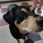 Crescent Hill Animal Hospital