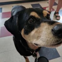 Crescent Hill Animal Hospital ico
