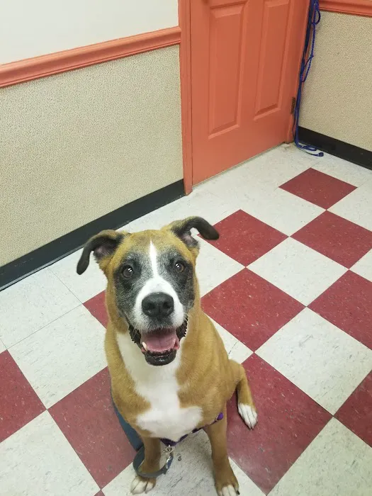 Crescent Hill Animal Hospital Picture 4