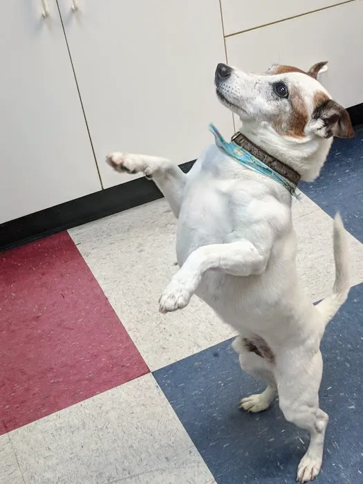 Crescent Hill Animal Hospital Picture 6