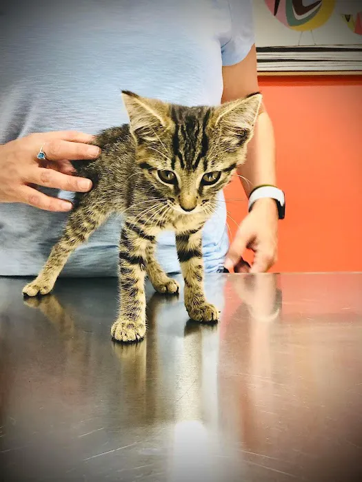 The Animal Hospital of the Highlands Picture 1