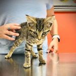The Animal Hospital of the Highlands