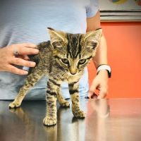The Animal Hospital of the Highlands ico