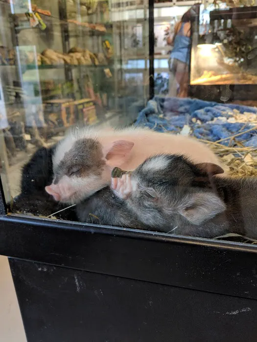 Pet's Palace Picture 6