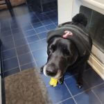 Country Animal Hospital