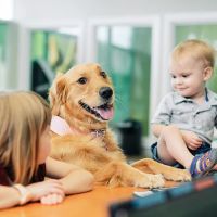 PetVet365 Pet Hospital Louisville/Blankenbaker ico