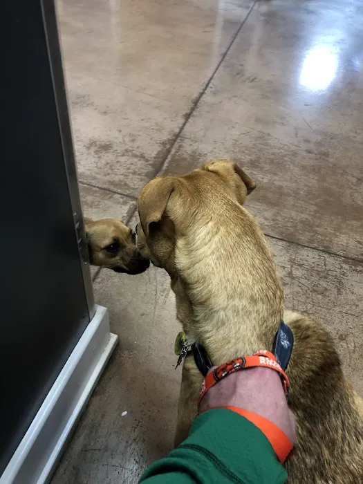 VCA Fairleigh Animal Hospital Picture 5