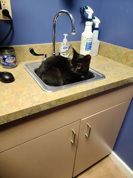 VCA Fairleigh Animal Hospital Picture 1