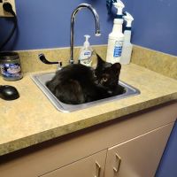 VCA Fairleigh Animal Hospital ico