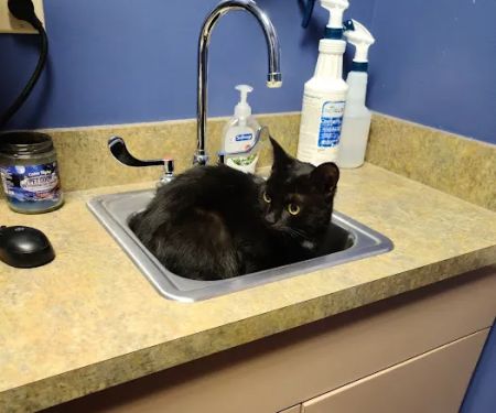 VCA Fairleigh Animal Hospital