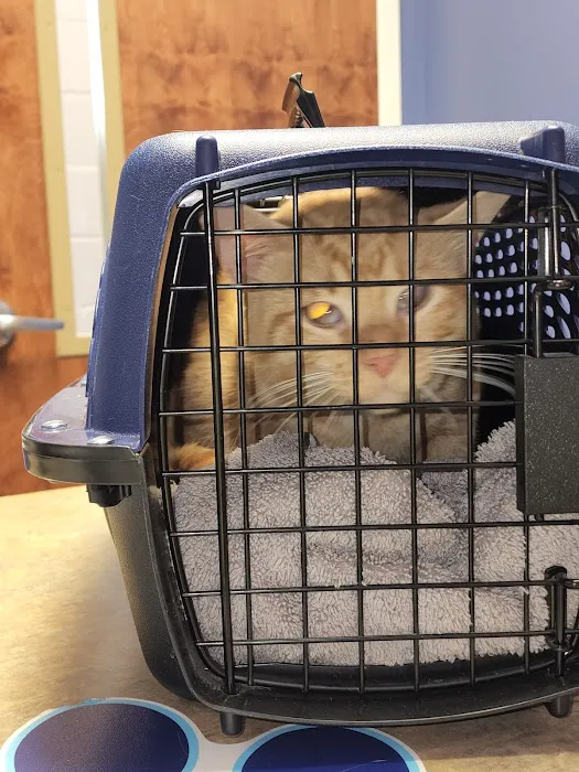 VCA Fairleigh Animal Hospital Picture 4