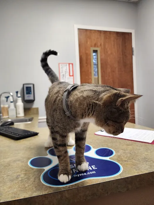 VCA Fairleigh Animal Hospital Picture 3