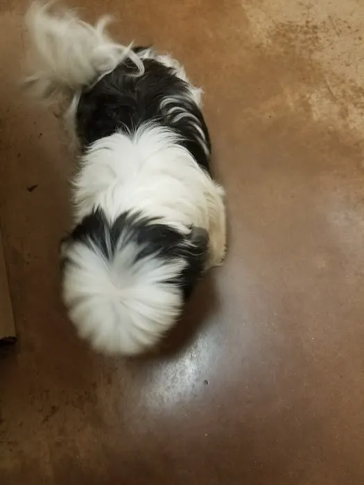 VCA Fairleigh Animal Hospital Picture 10