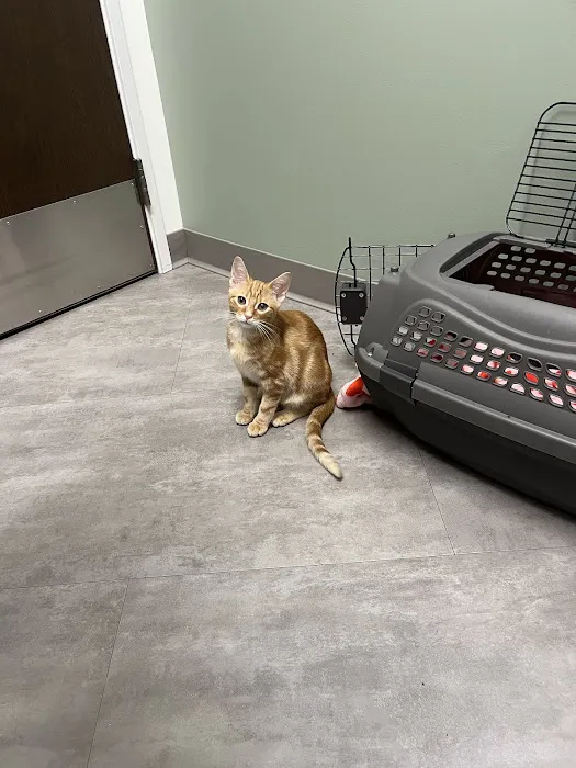 VCA Fairleigh Animal Hospital Picture 7