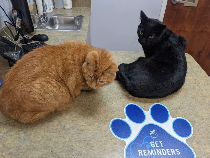 VCA Fairleigh Animal Hospital Picture 8