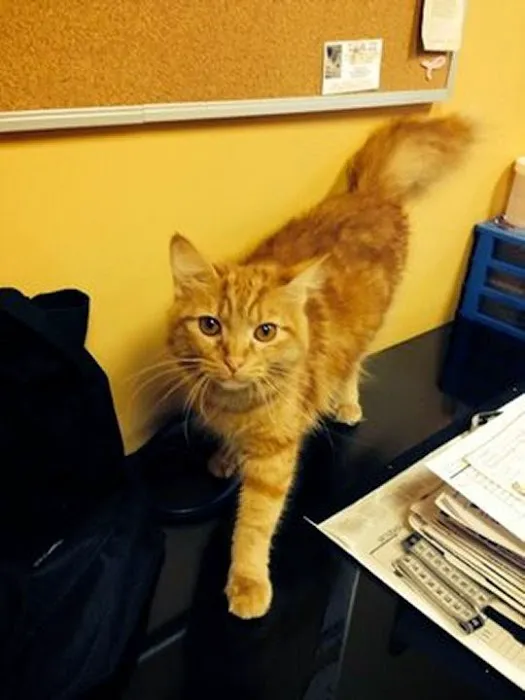 VCA Fairleigh Animal Hospital Picture 9