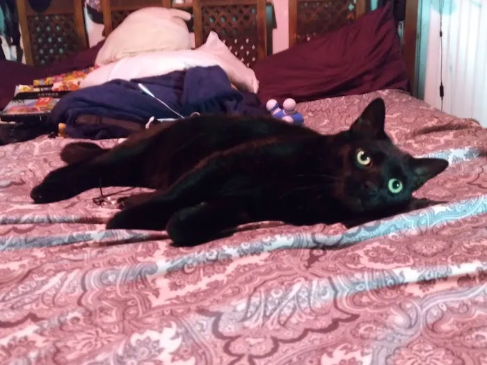 Cat Clinic of Louisville Picture 1