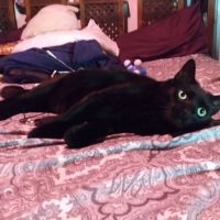 Cat Clinic of Louisville ico